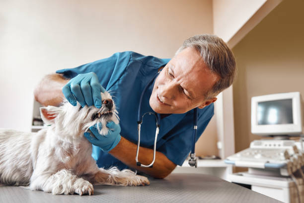  Cedar Crest, MA Emergency Dentist Pros